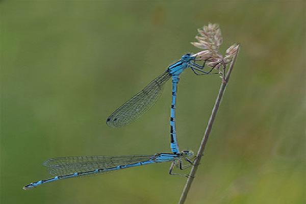 Paired Common Blue Damselflies - Robert Farrow