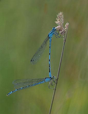 Paired Common Blue Damselflies - Robert Farrow