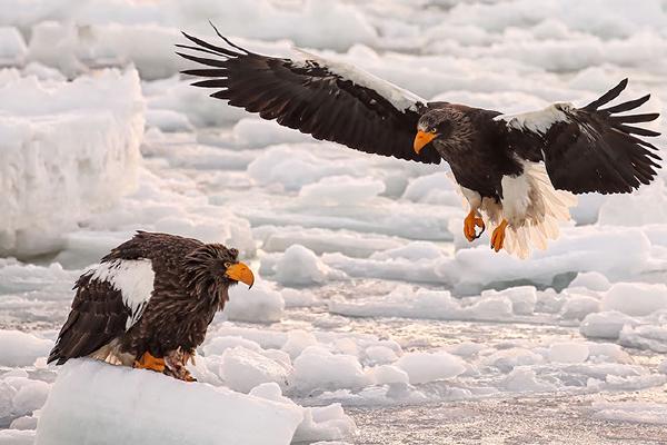Steller Sea Eagles on sea ice - Derek Howes