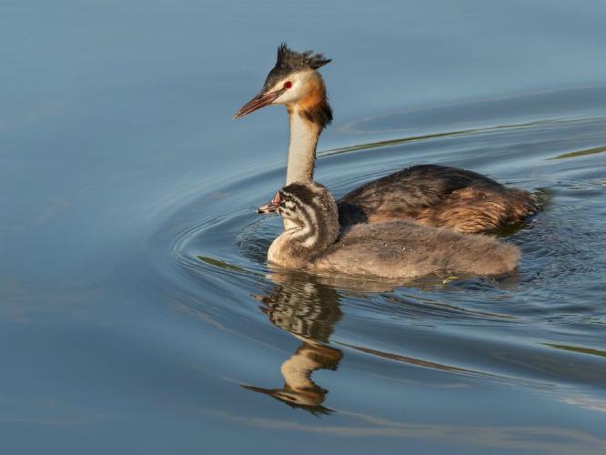 Grebe Mother & Chick - Chrissie Hart