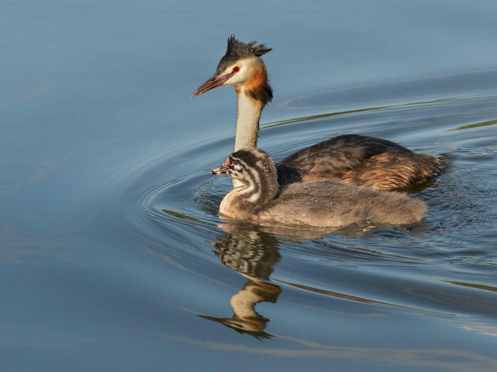 Grebe Mother & Chick - Chrissie Hart