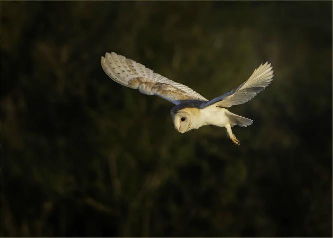 Hovering Barn Owl - Mary Battye