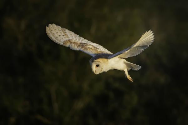 Hovering Barn Owl - Mary Battye