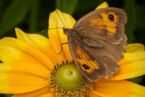 Meadow Brown - David Cross