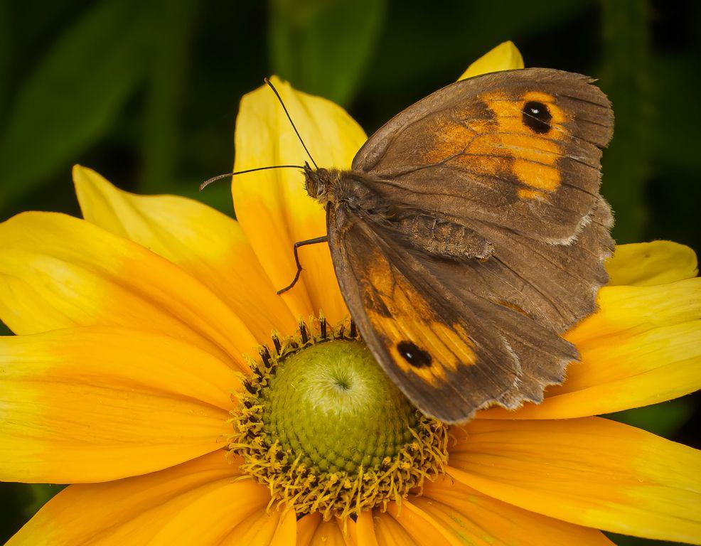 Meadow Brown - David Cross