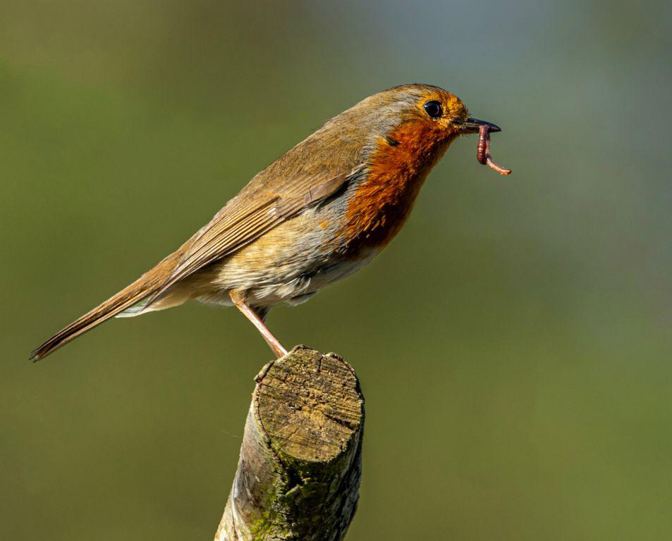 The Early Bird - Jan Cross