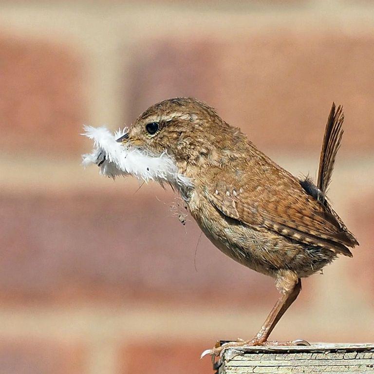 Urban Wren Feathering Her Nest - Andrew Smith