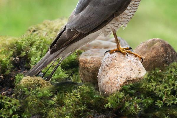 Watchful Sparrowhawk - Kate Jackson