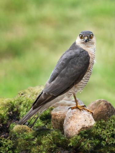 Watchful Sparrowhawk - Kate Jackson