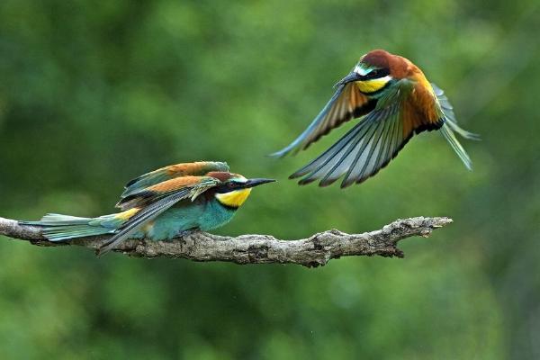 Bee-Eater Attack - Robert Bannister