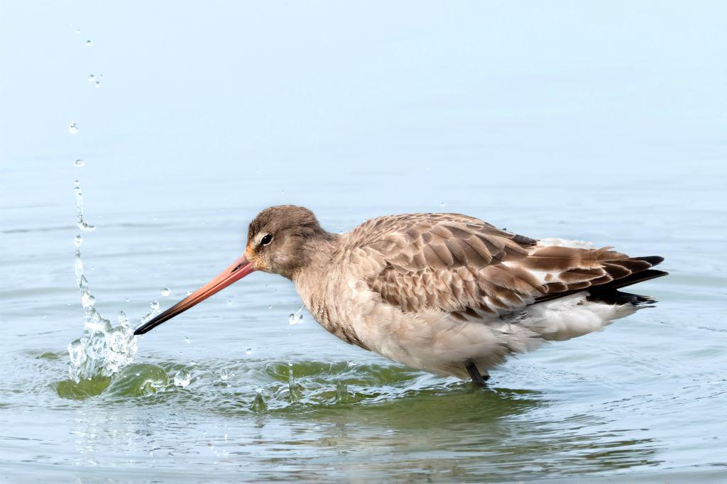 Black Tailed Godwit Fishing - Chrissie Hart