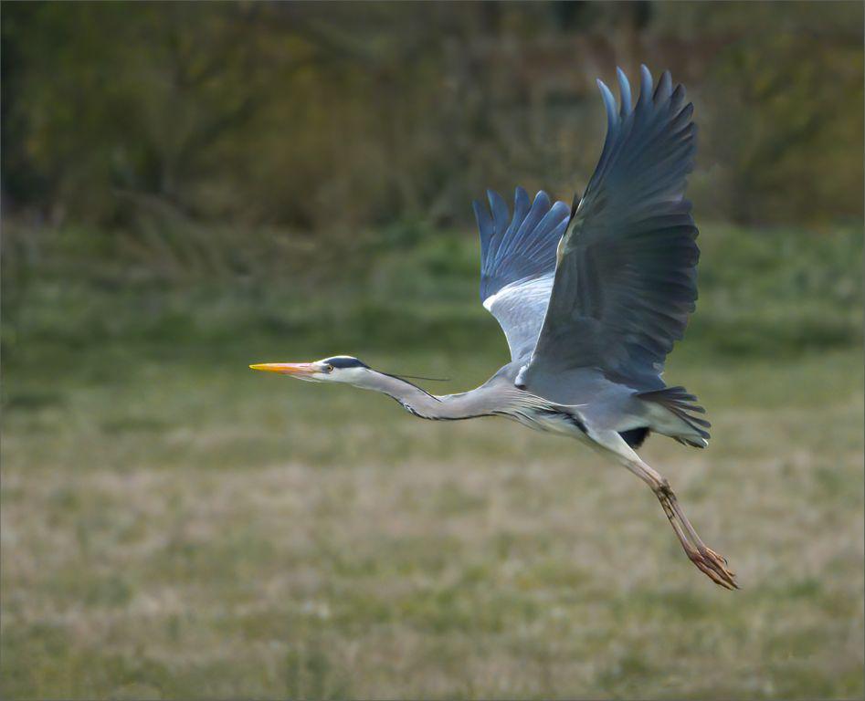 Grey Heron Taking Flight - Mary Battye