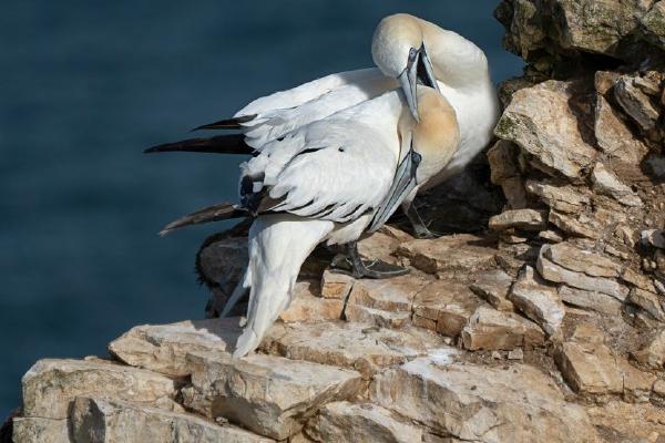 Pair of Gannets Bonding - Colin Brett