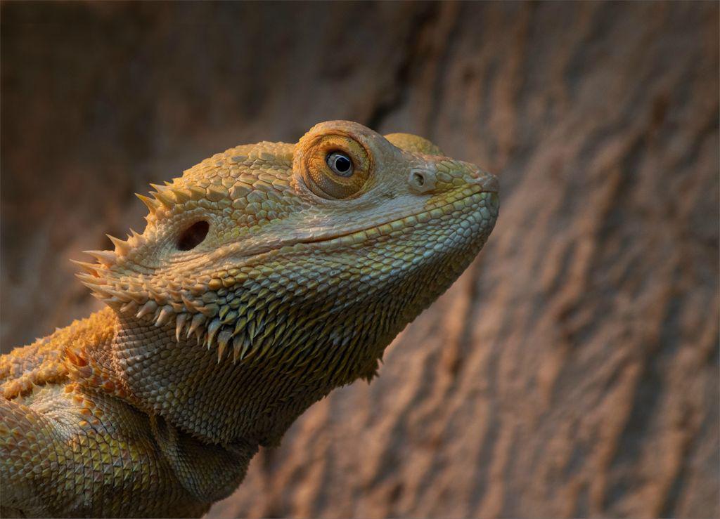Bearded Dragon - Wendy Leech