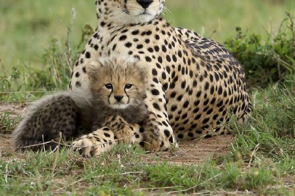 Cheetah Mother and Cub - Derek Howes
