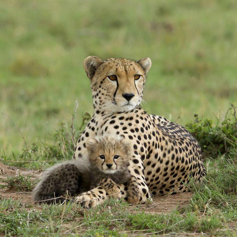 Cheetah Mother and Cub - Derek Howes