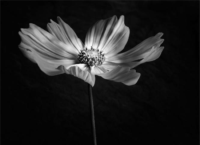 Cosmos Portrait - Martin Heathcote