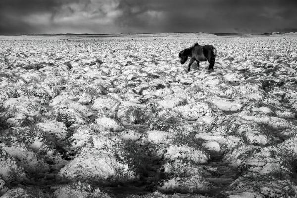 In the Bleak Mid Winter - Colin Westgate
