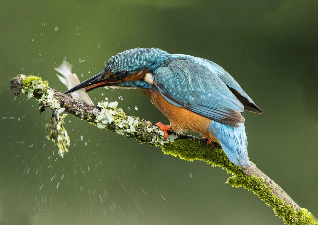 Kingfisher with fish - Lynn Rix
