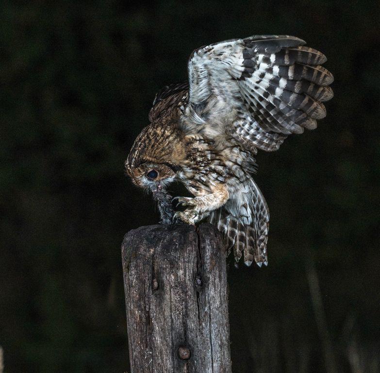 Tawny Owl With a Rat - Robert Macdonald