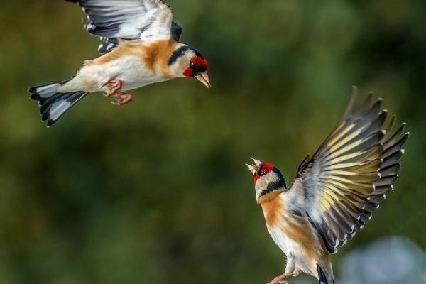 Fighting Goldfinches in the Disappearing Snow - Robert Macdonald