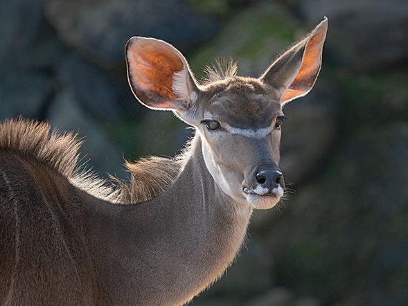 Greater Kudu - Colin Brett
