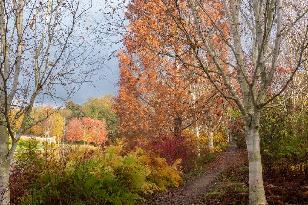 Autumn path - Alison Pangbourne