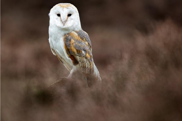 Barn Owl portrait - Derek Howes