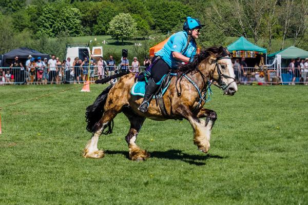 Horseboarding - David Cross