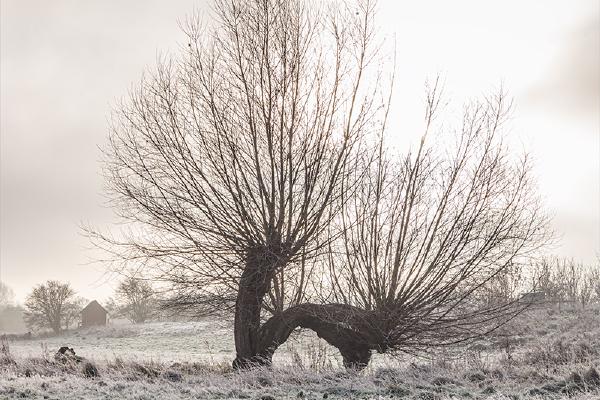 Isolated Frozen Willow - Ben Heather