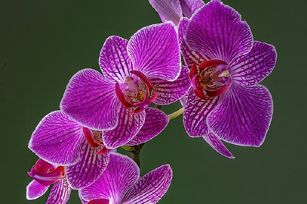 Phalaenopsis Orchid - Marny Macdonald