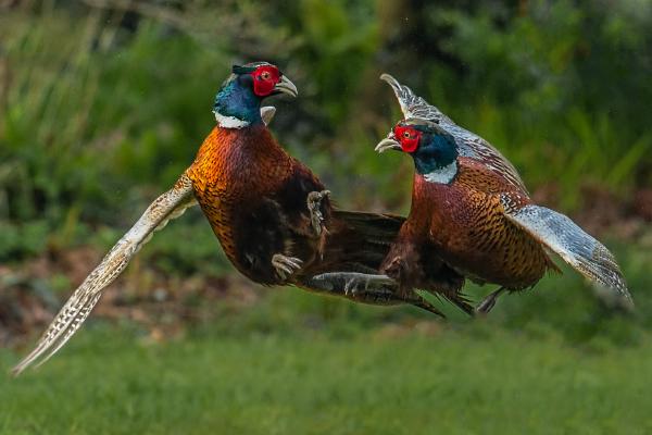 Pheasants fighting - Robert Macdonald