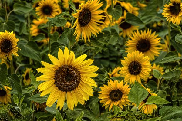 Sunflowers, Mersea Island - Colin Westgate
