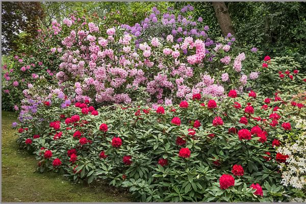 Tendring Hall Gardens - Jennifer Brett