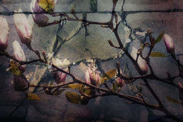 Urban Magnolia - Chrissie Alexander