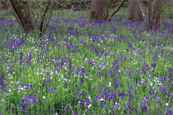 West Bergholt Bluebells - Jennifer Brett
