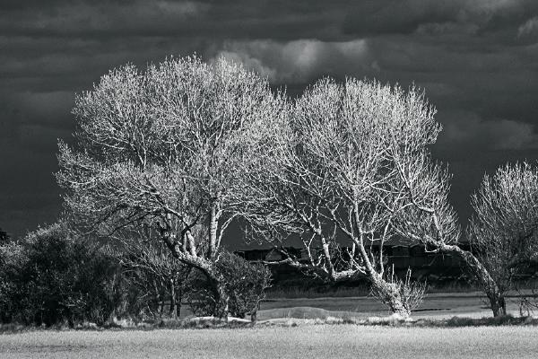Windswept Trees - Colin Brett