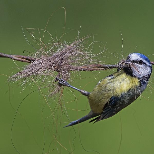 Robert Bannister - Blue tit gathering horse hair