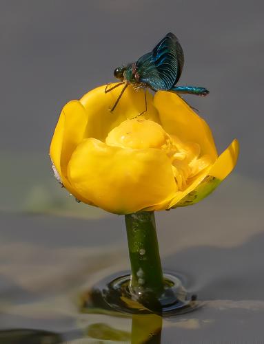 Demoiselle on Water Lily - Mary Battye