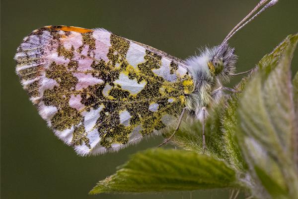 Orange-tip Butterfly - Ben Heather