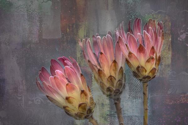 Proteus Textile - Chrissie Alexander