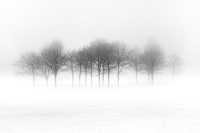 Trees in Fog - Shaun Hykel