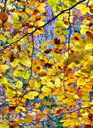 Beech - Phil Brew