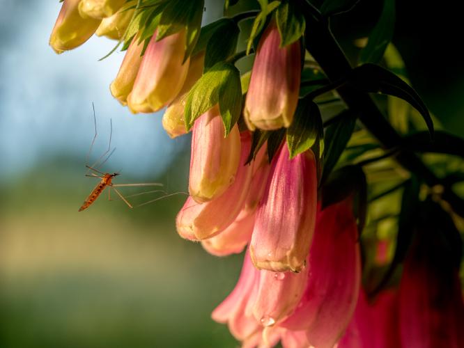 Evening Capture - Kate Jackson