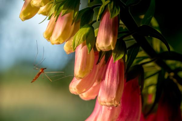 Evening Capture - Kate Jackson