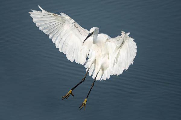 Little Egret Landing - Colin Brett