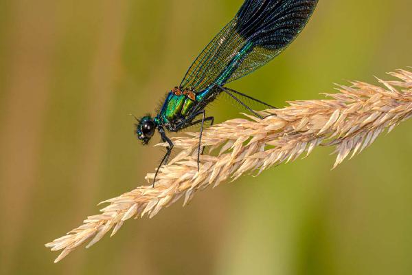 Male Banded Demoiselle - Robert Farrow