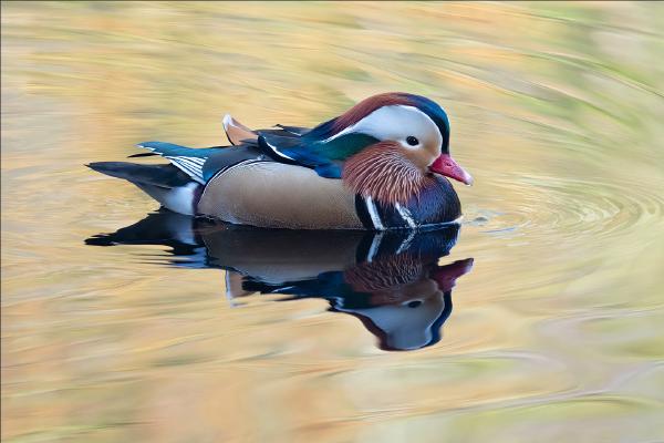 Mandarin Duck on Golden Pond - Chrissie Hart