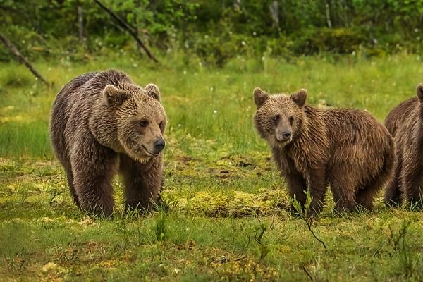 Mother bear with her cubs - Robert Macdonald
