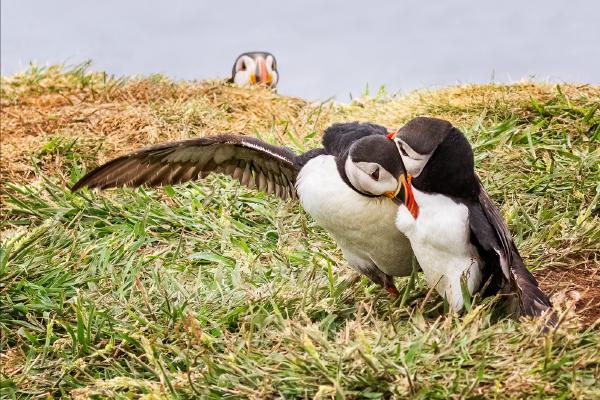 Puffin Interaction - Cheryl Wilkes